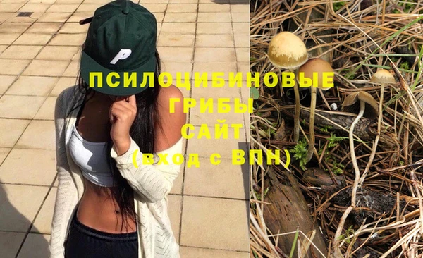 сатива Беломорск